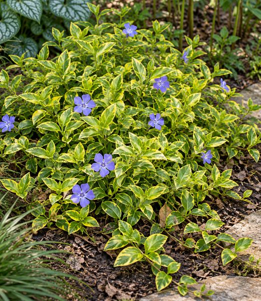 Vinca minor ‘Aureovariegata’